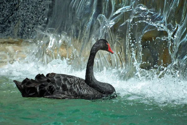 Schwarzer Schwan Der Nähe Des Parkwasserfalls Wasserspritzer Liegen Hinter — Stockfoto