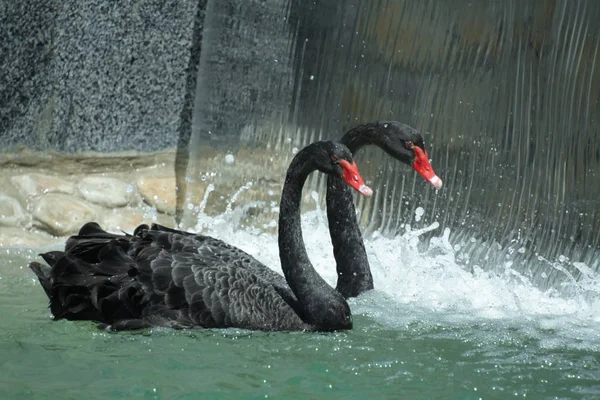 Cygnes Noirs Près Cascade Parc Les Éclaboussures Eau Sont Derrière — Photo