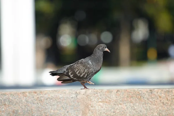 Pomba Cinzenta Está Pavimento Parque Fechar Vista Fundo Embaçado — Fotografia de Stock