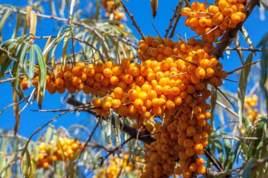 Taze deniz dikenli brunchları güneş ışığını doldurdu. Görüntüyü kapat.