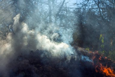 Yanan bahçenin üzerindeki dumanlı kuru yapraklar güneş ışınlarıyla birlikte..