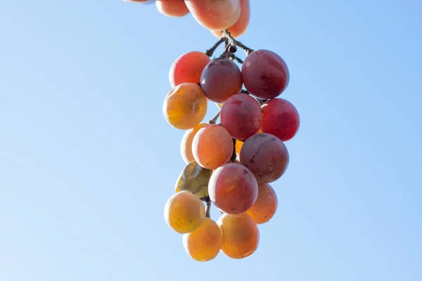 Raw Grape Berries Close View Sky Background — Stock Photo, Image