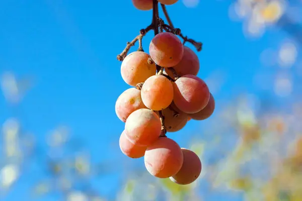 Raw Grape Berries Close View Sky Background — Stock Photo, Image