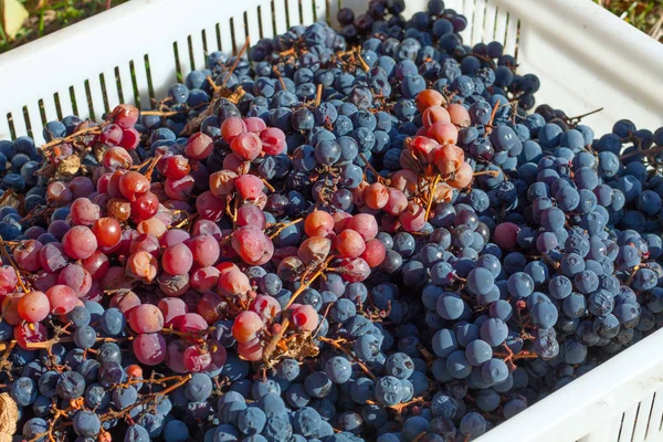 Fresh Harvested Grapes Box Agricultural Gathering Process Autumn Season — Stock Photo, Image