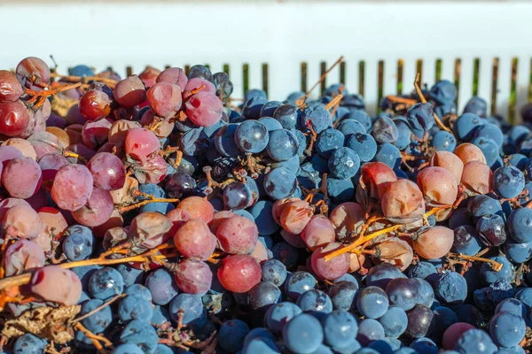 Fresh Harvested Grapes Box Agricultural Gathering Process Autumn Season — Stock Photo, Image