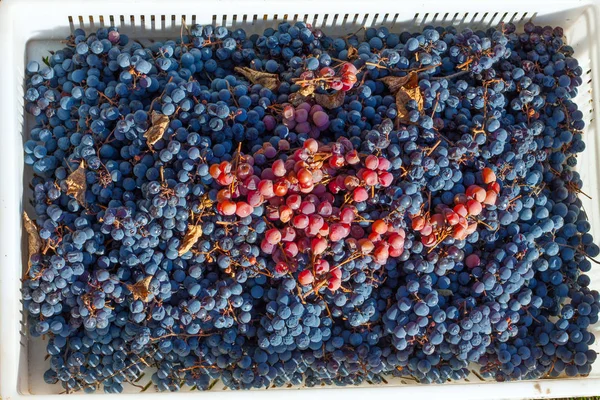 Fresh Harvested Grapes Box Agricultural Gathering Process Autumn Season — Stock Photo, Image