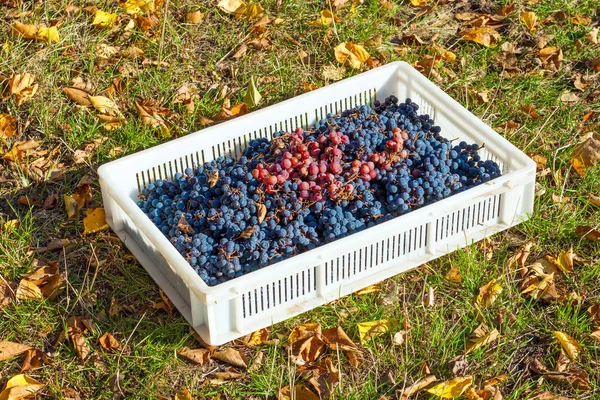 Fresh Harvested Grapes Box Agricultural Gathering Process Autumn Season — Stock Photo, Image