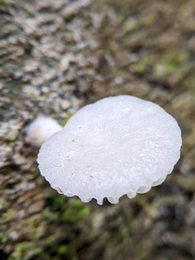 Orman zemininde beyaz bir mantarın doğal ışıklandırması ile yakın plan mantarın hassas detaylarını vurguluyor, doğada sakin bir atmosferi iletiyor.