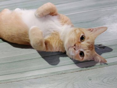 Turuncu renkli bir kedinin seçici odağı