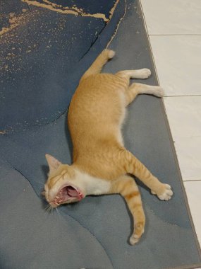 Turuncu renkli bir kedinin seçici odağı