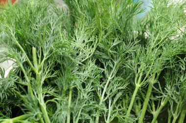 çok lezzetli dereotu yeşillik salatası sebze salatası