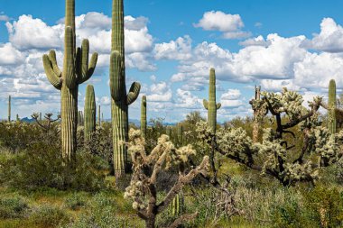 Uzun saguaro kaktüsleri açık mavi gökyüzünde pofuduk beyaz bulutların önünde duruyor. Çöl bitkileri yemyeşil ve canlı, çöl çevresinin engebeli güzelliklerini yakalıyorlar. Pinal County, Florence, Casa Grande, Arizona, ABD.