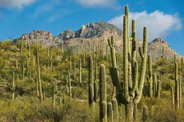 Uçsuz bucaksız bir çöl manzarasında parlak mavi gökyüzünün altında uzun saguaro kaktüsleri ve arka planda engebeli dağlar sergilenir. Görüntü, Sabino Kanyonu 'ndaki sakin çöl ortamının özünü yansıtıyor. Pima County, Tucson, Arizona, ABD