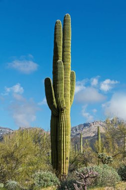 Yüksek bir saguaro kaktüsü, çöl bitkileri ve uzak dağlarla çevrili canlı bir mavi gökyüzüne karşı belirgin bir şekilde duruyor. Kabarık beyaz bulutlar genişleyen gökyüzüne sakin bir dokunuş ekler. Pima County, Tucson, Arizona, ABD.