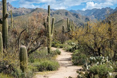 Engebeli Arizona çölünde bir yürüyüş yolu, saguaro kaktüsüyle, engebeli dağlarla, kabarık beyaz bulutlu mavi bir gökyüzünün altında uzanır. Sabino Canyon, Pima County, Tucson, Arizona, ABD.