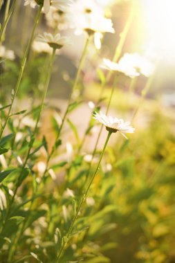 Güneş ışığı, canlı yeşil bir bahçede dimdik duran beyaz papatyaların yapraklarından süzülür. Sahne, sabahın erken saatlerinde doğanın güzelliğini gözler önüne seriyor..