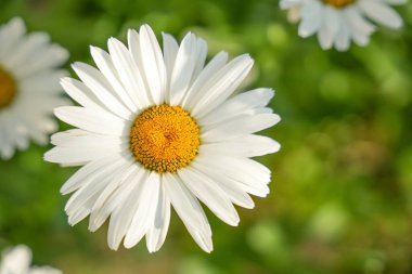 Sarı merkezli güzel beyaz papatyalar yemyeşil bir çayırda çiçek açarlar. Güneş ışığı renklerini güçlendirir, ilkbaharın tazeliğini gösterir..