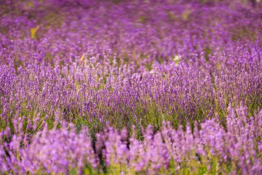 Çiçek açan lavanta çiçekleriyle dolu tarlalar temiz bir gökyüzünün altında arazi boyunca uzanıyor. Parlak mor çiçekler, sıcak yaz güneşinde nefes kesici bir manzara yaratır. Arıları ve kelebekleri cezbeder..