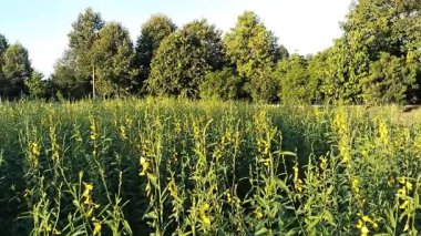 Parlak sarı bir Cassia tarlası. Huzurlu bir doğa ortamı. 