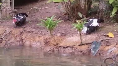 İki Muscovy ördeği su kenarında yiyecek arıyor, benzersiz özelliklerini sergiliyorlar.