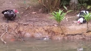 İki Muscovy ördeği su kenarında yiyecek arıyor, benzersiz özelliklerini sergiliyorlar.