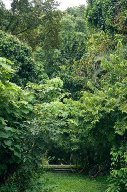 Büyüleyici yağmur ormanlarında yemyeşil ve yol