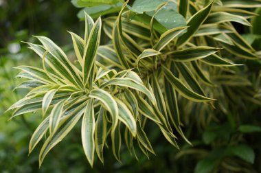 Doğada yeşil ve sarı yapraklı canlı bitkinin yakın görüntüsü