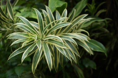 Doğada yeşil ve sarı yapraklı canlı bitkinin yakın görüntüsü