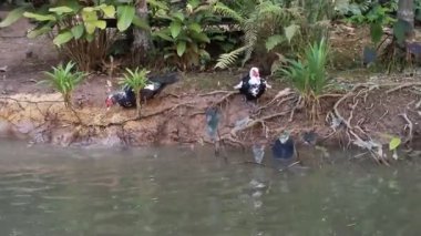 Su kenarında iki ördek, yemyeşil arka planda, huzurlu bir birliktelik anında yakalandı.