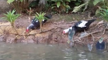 Su kenarında iki ördek, yemyeşil arka planda, huzurlu bir birliktelik anında yakalandı.