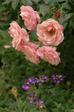 Pembe güller ve mor çiçekler yemyeşil bir bahçede..