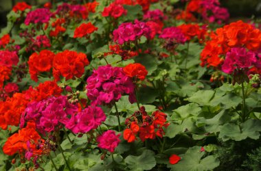 Kırmızı, pembe sardunyalar ve mavi çiçeklerle dolu canlı bir bahçe..