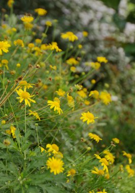 Bahçede yemyeşil yapraklı sarı papatyalar..