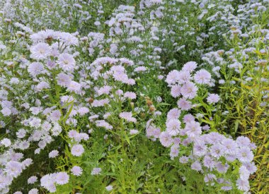 Yeşil yapraklarla çevrili açık mor kır çiçekleri..
