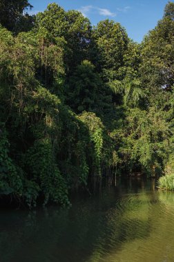Yoğun yeşilliklerle dolu yemyeşil orman ve berrak mavi gökyüzünün altında sakin bir nehir..