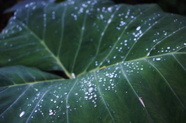 Su damlacıkları olan büyük yeşil bir yaprağa yaklaş.