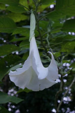Yapraklarla çevrili yeşil bir bitkiye asılı beyaz bir trompet şeklindeki çiçeğin yakın çekimi.