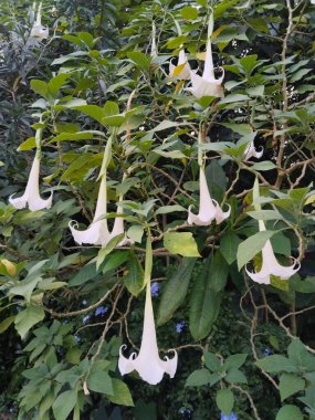 Yapraklarla çevrili yeşil bir bitkiye asılı beyaz bir trompet şeklindeki çiçeğin yakın çekimi.