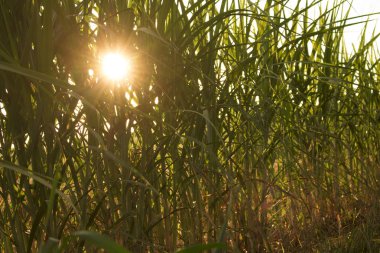 Mısır ekimi Brezilya gün batımında