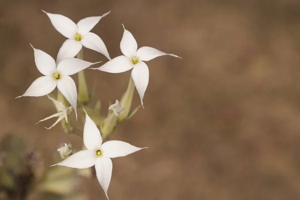 Suckulent Växt Vit Blomma Bakgrunden För Vår Design Macr — Stockfoto