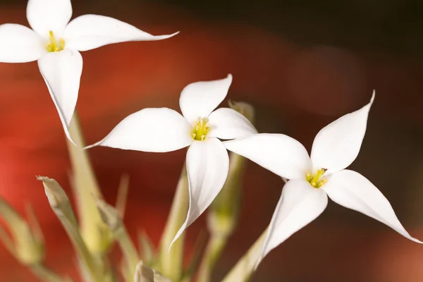 Planta Suculenta Flor Branca Fundo Para Projeto Mola Macr — Fotografia de Stock