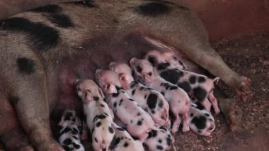 Ahşap bir muhafaza içinde sütüyle domuz olmak veya domuz köpek yavrusu emdikleri yenidoğan domuz yavruları.