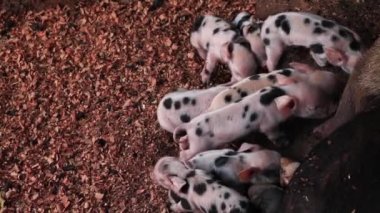 Ahşap bir muhafaza içinde sütüyle domuz olmak veya domuz köpek yavrusu emdikleri yenidoğan domuz yavruları.