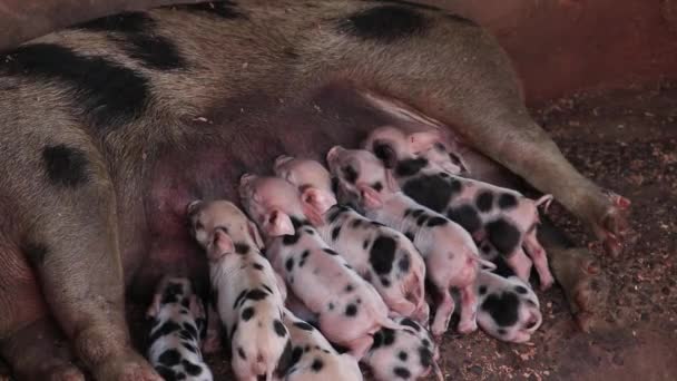 Newborn piglets being breast-fed pigs in a wooden enclosure or suckling pig puppy.