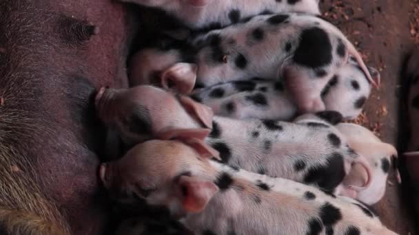 Leitões Recém Nascidos Ser Amamentados Gaiolas Madeira Cachorros Leiteiros — Vídeo de Stock