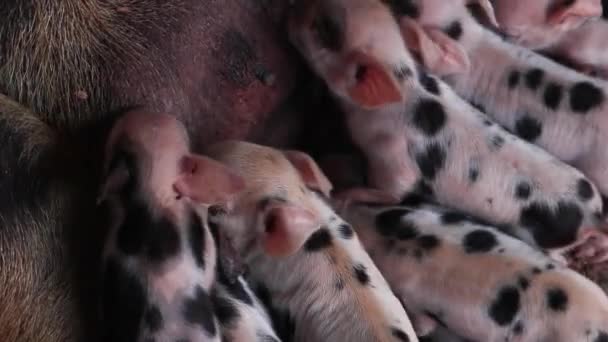 Neugeborene Ferkel Die Einem Holzgehege Gestillt Werden Oder Spanferkelwelpen — Stockvideo