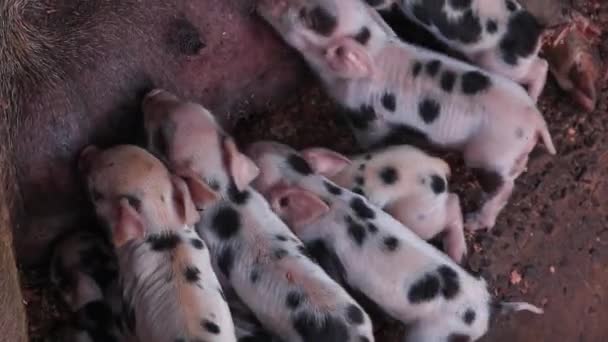 Pasgeboren Biggen Worden Kinderen Met Borstvoeding Varkens Een Houten Behuizing — Stockvideo