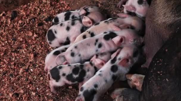 Suinetti Appena Nati Allattati Seno Recinto Legno Cucciolo Maiale Lattante — Video Stock