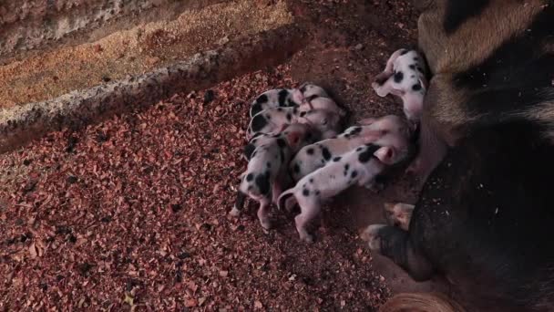 Porcs Nouveau Nés Allaités Sein Dans Enclos Bois Chiot Lait — Video