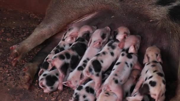 Neugeborene Ferkel Die Einem Holzgehege Gestillt Werden Oder Spanferkelwelpen — Stockvideo